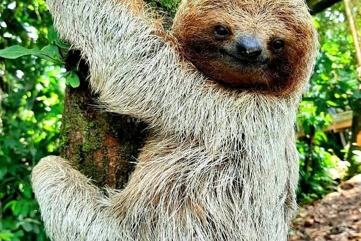 Rio Celeste Waterfall and Tenorio Volcano Day Trip — Sloths, Blue Water & Rainforest Hike photo 6
