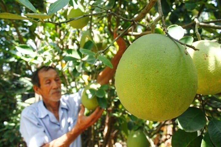 Pedal Thuy Bieu: Half-Day Cycling Through Hue’s Pomelo Gardens photo 4