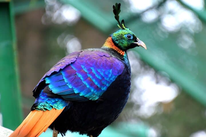 Manali Tour Package: 5-Day Kullu-Manali Itinerary from Delhi photo 4