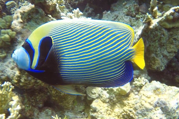 PADI Advanced Diving Course in Hurghada — Two-Day Red Sea Diving Intensive photo 5