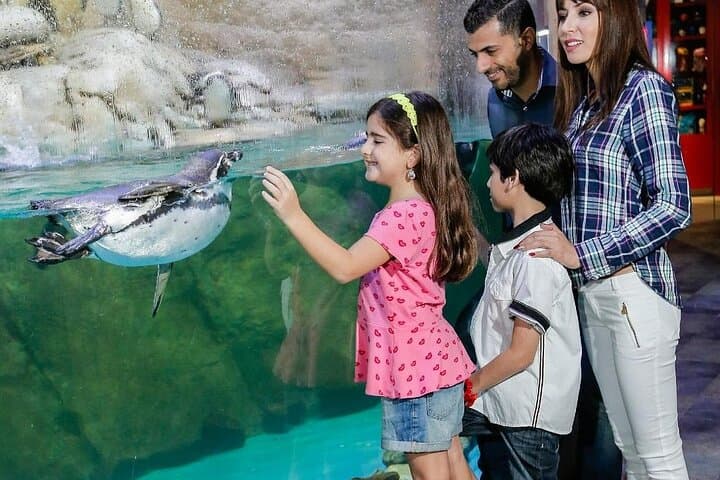 Dubai Mall Aquarium & Underwater Zoo — Tunnel Walk, King Croc & Marine Encounters photo 4