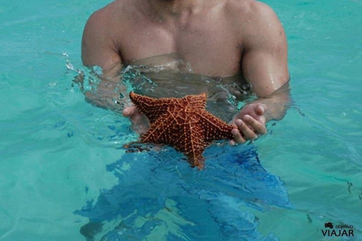 Saona Island Day Trip from Bayahibe — Natural Pools, Beaches & Dominican Lunch photo 4
