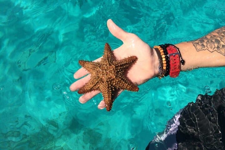Saona Island Day Trip from Bayahibe: Natural Pool, Beaches & Dominican Lunch photo 6