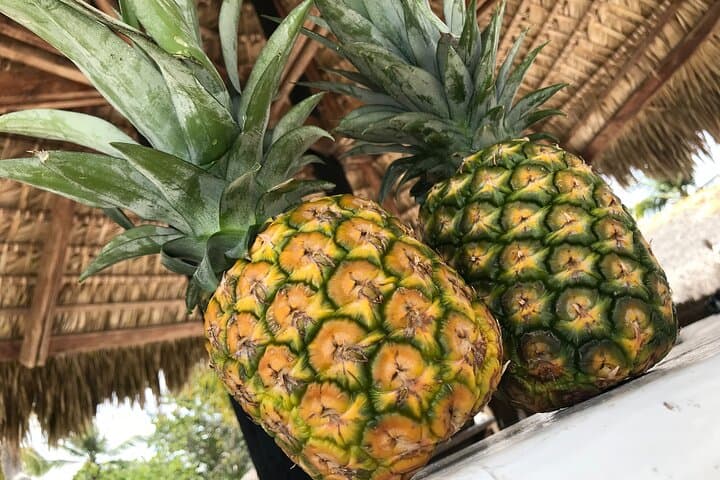 Saona Island Day Trip from Cap Cana — Lobster Lunch & Natural Pool photo 6