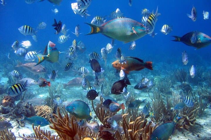 Catalina Island Dive Boat: Full-Day Scuba Adventure from Bayahibe photo 2