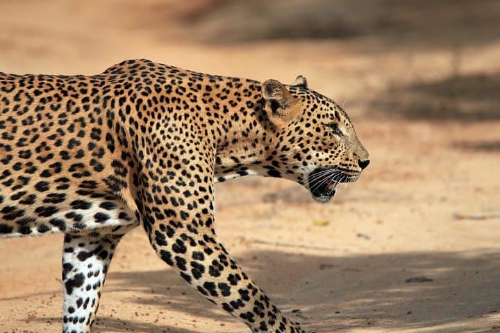 Yala National Park Leopard Safari: Morning & Full-Day Wildlife Jeep Drives photo 3