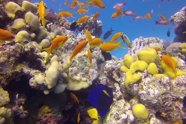 Hurghada Red Sea: Daily Two-Tank Guided Dive with Equipment photo 4