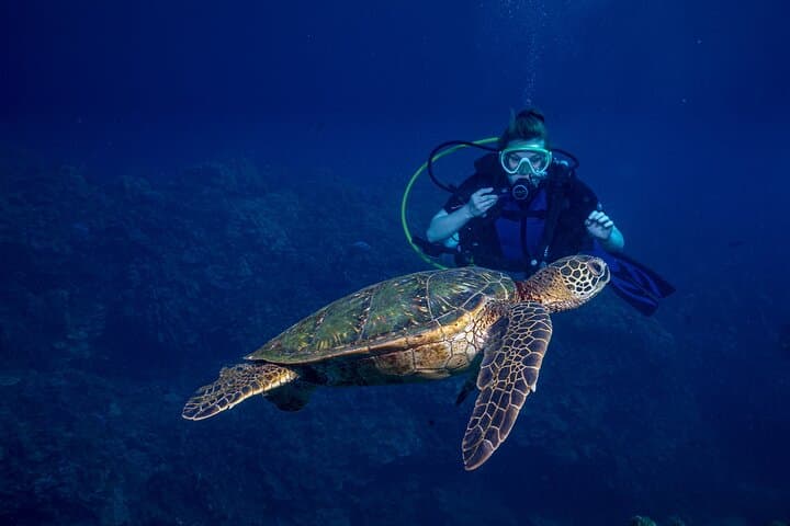 Discover Scuba in Lahaina: Introductory PADI Dive Experience