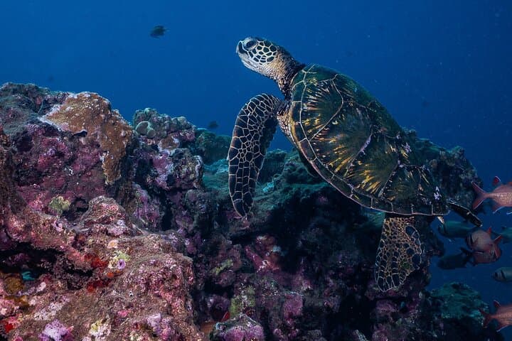 Discover Scuba in Lahaina: Introductory PADI Dive Experience photo 6