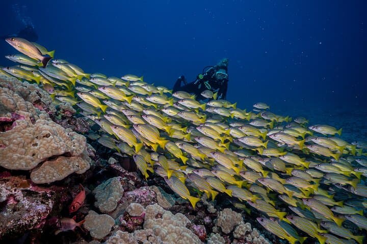 Mala Wharf Shark & Turtle Dive — Small-Group Certified Shore Dive in Lahaina photo 4