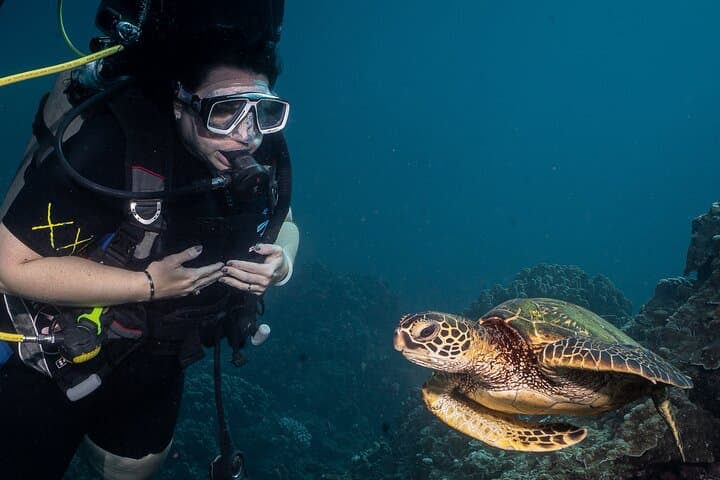 Mala Wharf Shark & Turtle Dive — Small-Group Certified Shore Dive in Lahaina photo 5