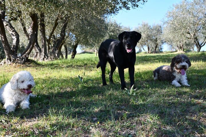 Truffle Hunting with Dogs near Siena: Hands-On Foraging & Tasting photo 1
