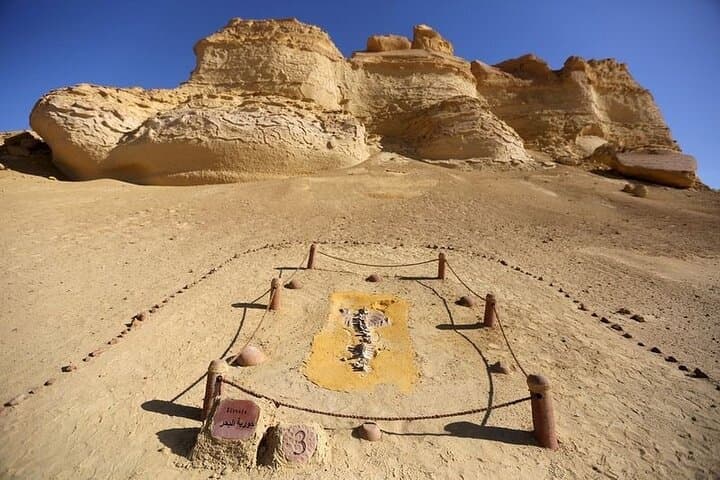 Private Tour to Wadi Al-Hitan & Wadi El Rayan Waterfalls from Cairo