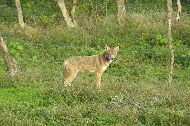 Natural History Walk at Curi Cancha Reserve: Monteverde Cloud Forest Wildlife Tour photo 3