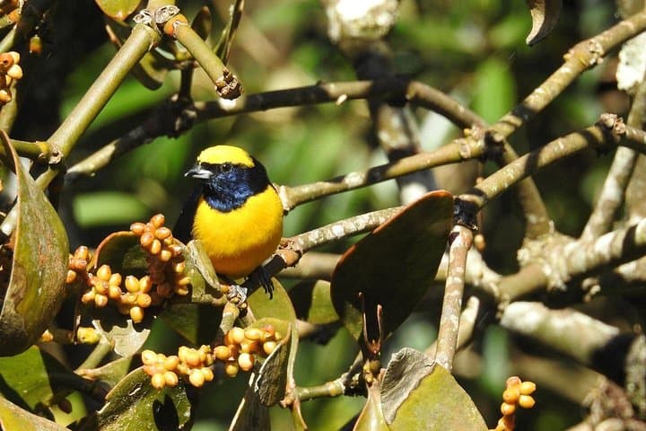 Natural History Walk at Curi Cancha Reserve: Monteverde Cloud Forest Wildlife Tour photo 4