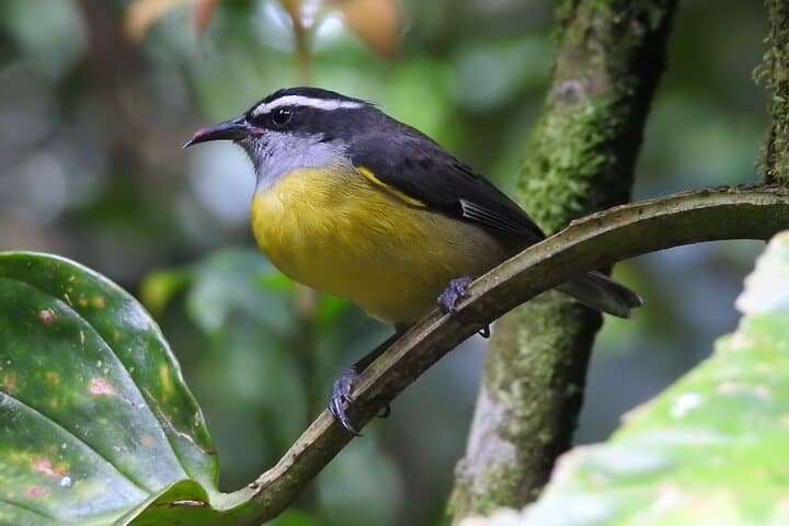 Monteverde Cloud Forest Natural History Walk — Spot Quetzals, Epiphytes & Wild Avocados photo 6