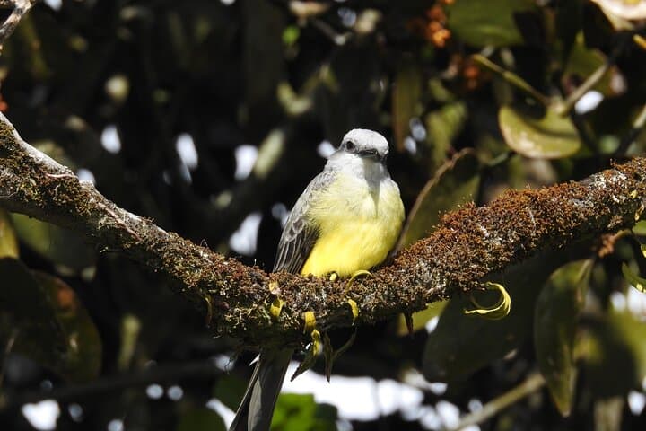 Monteverde Cloud Forest Natural History Walk — Spot Quetzals, Epiphytes & Wild Avocados photo 3