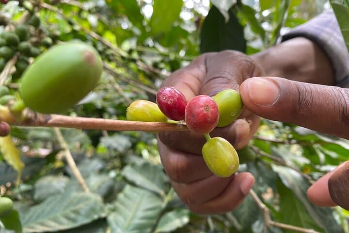 Organic Coffee Tour & Local Food Experience in Ambureni, Arusha photo 3
