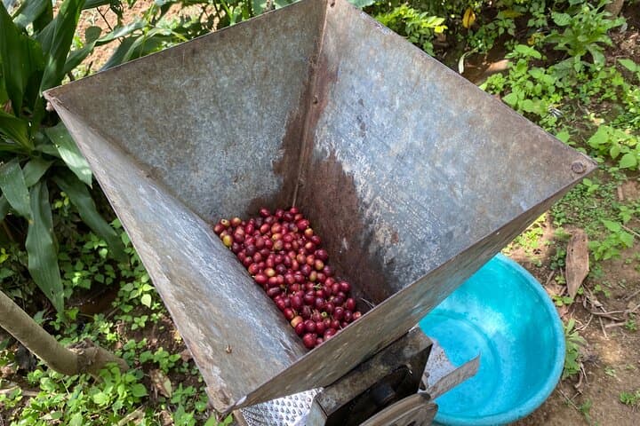Organic Coffee Tour & Local Food Experience in Ambureni, Arusha photo 6