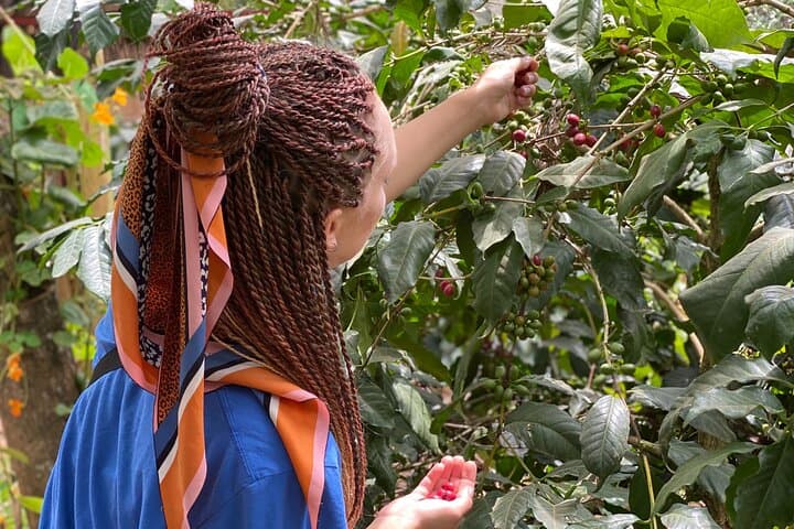 Organic Coffee Tour & Local Food Experience in Ambureni, Arusha photo 4