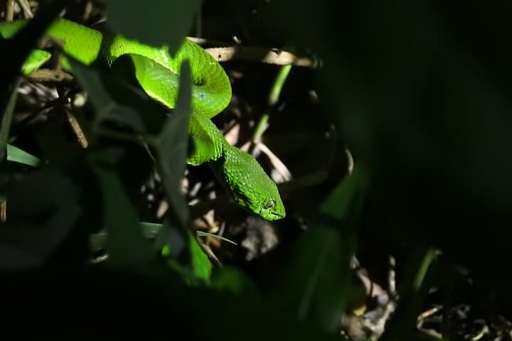 Monteverde Night Walk: Small-Group Cloud Forest Nocturnal Wildlife Tour