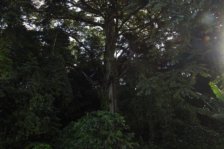 Natural History Walk at Curi Cancha Reserve: Monteverde Cloud Forest Wildlife Tour photo 2