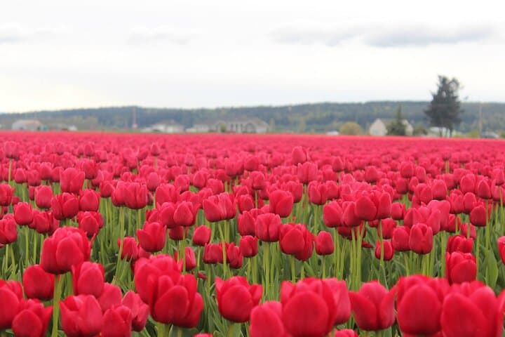 Skagit Valley Tulips, La Conner & Deception Pass: Full-Day Private SUV Tour photo 2