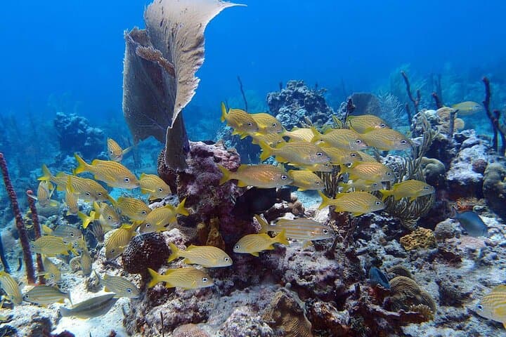 Introductory Scuba Reef Dive in Punta Cana – Learn to Dive on a Caribbean Coral Reef photo 4