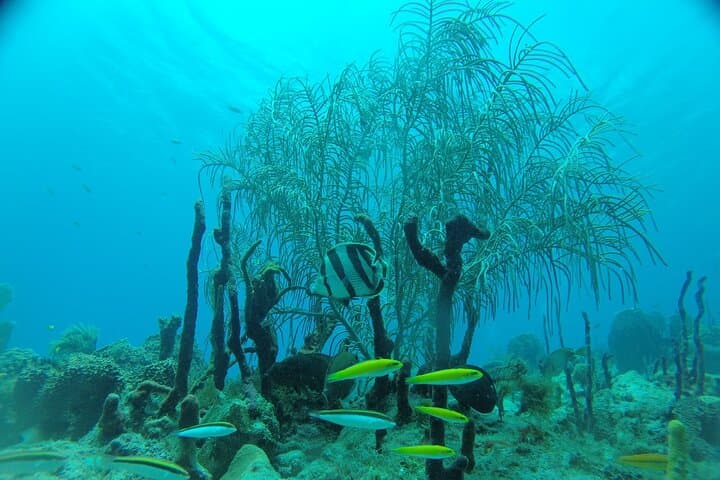 Introductory Scuba Reef Dive in Punta Cana – Learn to Dive on a Caribbean Coral Reef photo 6
