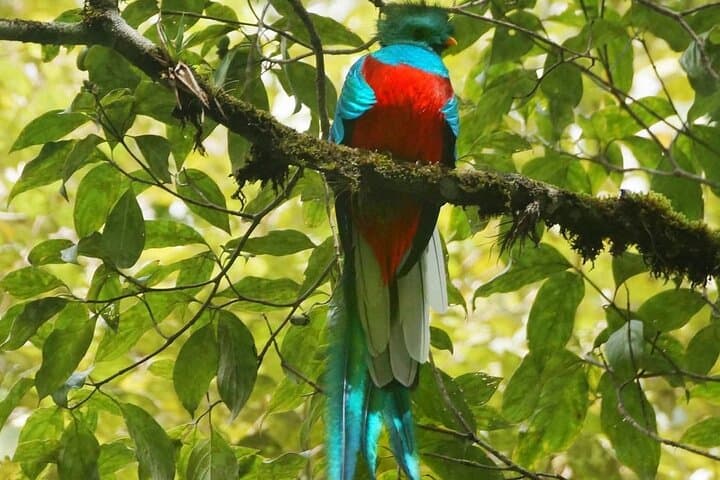 Quetzal Birdwatching at Ranchitos del Quetzal: Private Full-Day Tour from Cobán photo 2