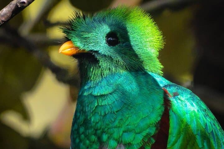 Quetzal Birdwatching at Ranchitos del Quetzal: Private Full-Day Tour from Cobán photo 4