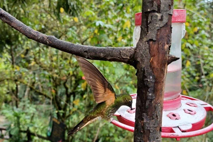 Cocora Valley Hummingbird Circuit: 12 km Cloud-Forest Hike from Salento photo 2