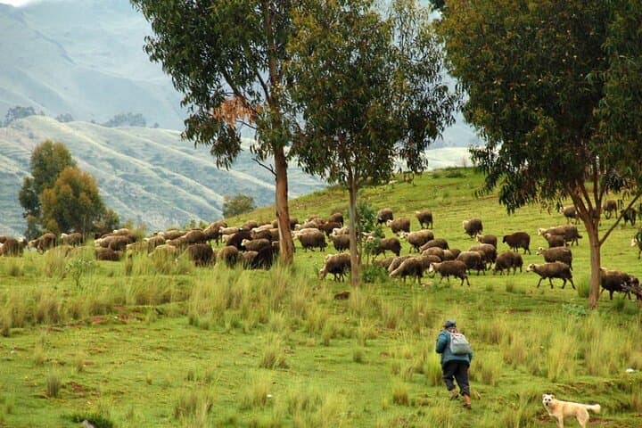 Cusco Llama Hike: Half-Day Acclimatization on Ancient Inca Trails photo 4