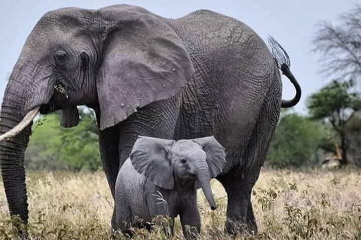 Mikumi Day Safari: Fly from Zanzibar to Spot Lions and Wild Dogs