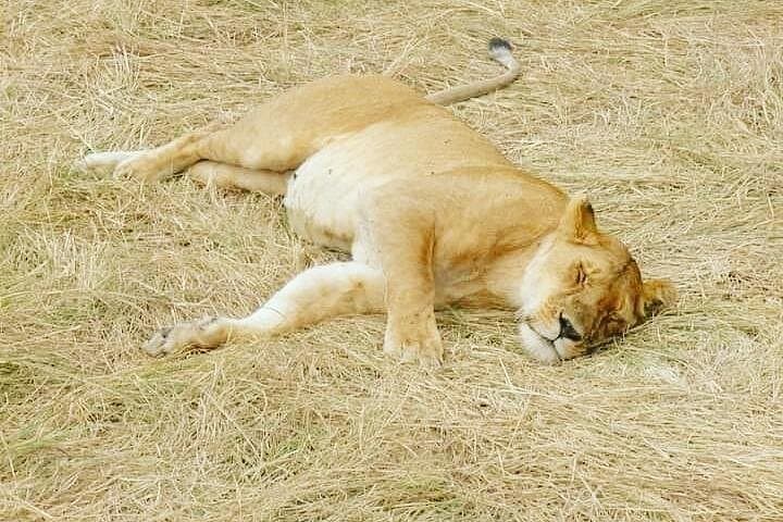 Mikumi Day Safari: Fly from Zanzibar to Spot Lions and Wild Dogs photo 2