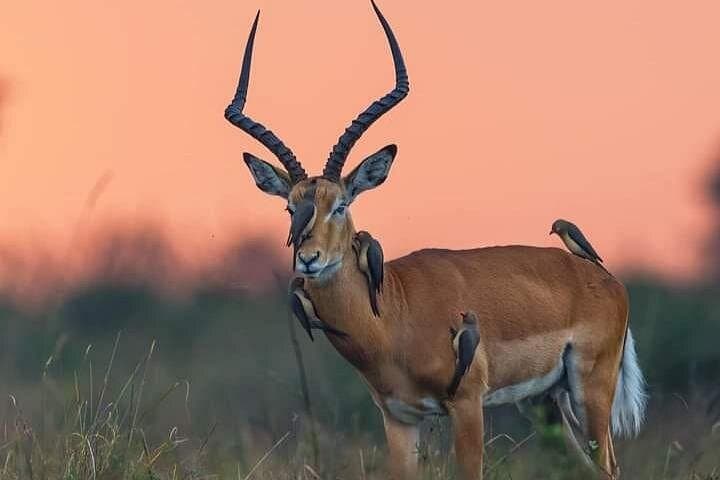 Mikumi Day Safari: Fly from Zanzibar to Spot Lions and Wild Dogs photo 3