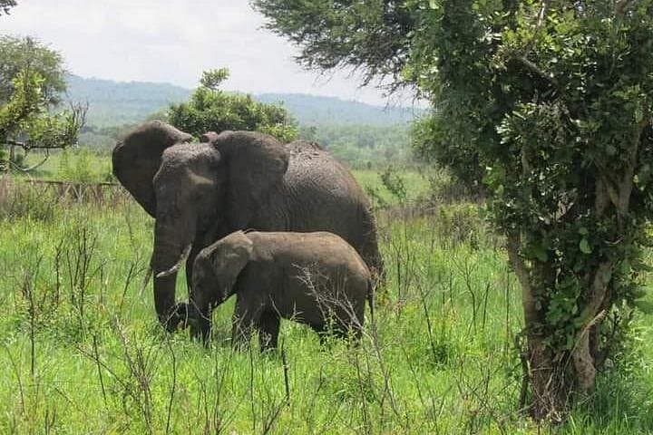 Mikumi Day Safari: Fly from Zanzibar to Spot Lions and Wild Dogs photo 4