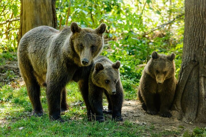 Libearty Bear Sanctuary, Bran Castle & Poiana Brașov — Private Day Tour from Brașov