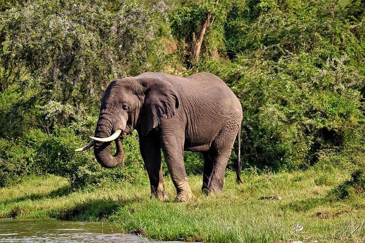 8-Day Uganda Primates & Wildlife Safari — Gorilla and Chimp Trekking Adventure