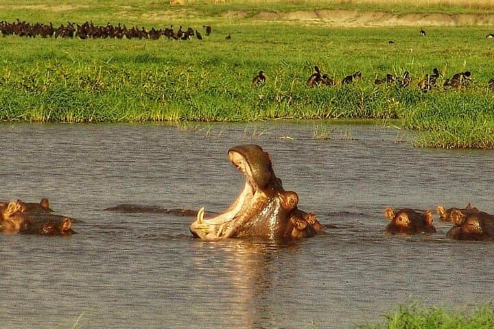 8-Day Uganda Primates & Wildlife Safari — Gorilla and Chimp Trekking Adventure photo 3