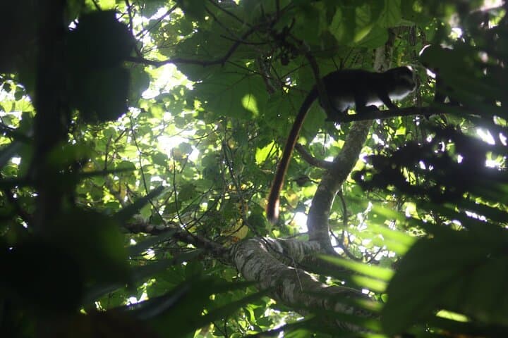 14-Day Uganda Safari: Gorillas, Chimp Trails & Nile Wildlife photo 5