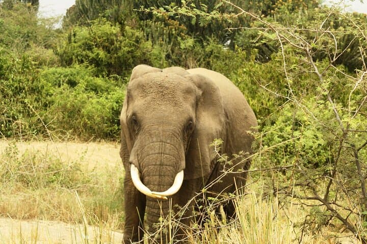14-Day Uganda Safari: Gorillas, Chimp Trails & Nile Wildlife photo 4