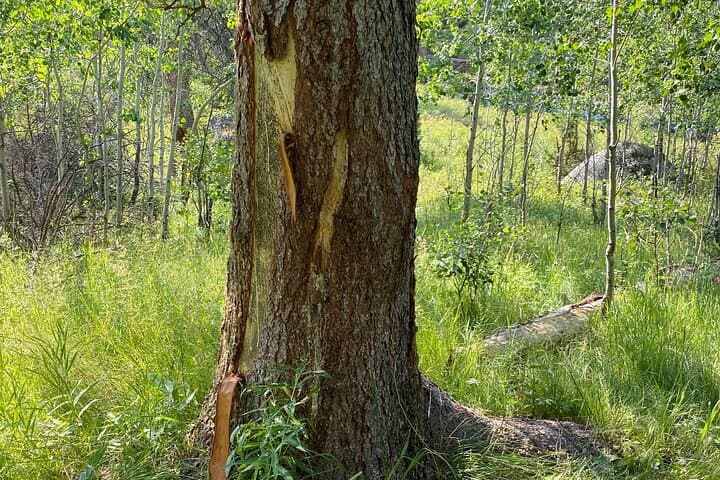 Yellowstone Full-Day Upper Loop Wildlife Tour from Gardiner — Grizzlies, Bison & Scenic Views photo 3