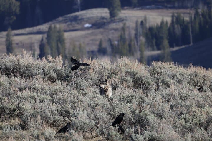Yellowstone Full-Day Upper Loop Wildlife Tour from Gardiner — Grizzlies, Bison & Scenic Views photo 4