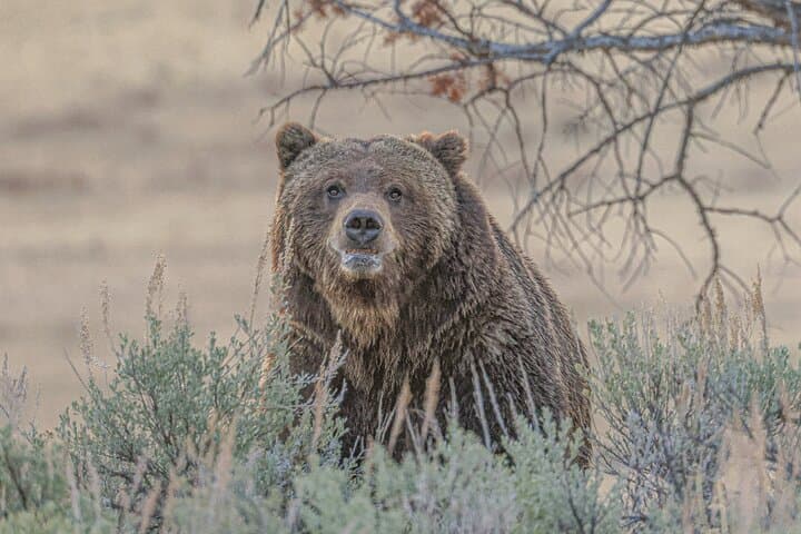 Yellowstone Full-Day Upper Loop Wildlife Tour from Gardiner — Grizzlies, Bison & Scenic Views photo 5