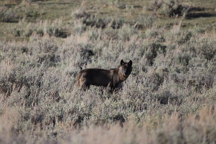 Yellowstone Full-Day Upper Loop Wildlife Tour from Gardiner — Grizzlies, Bison & Scenic Views photo 6