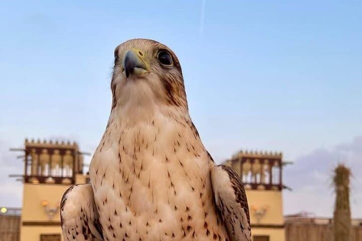 Dubai Desert Safari: Dune Bashing, Camel Rides & BBQ Night photo 5