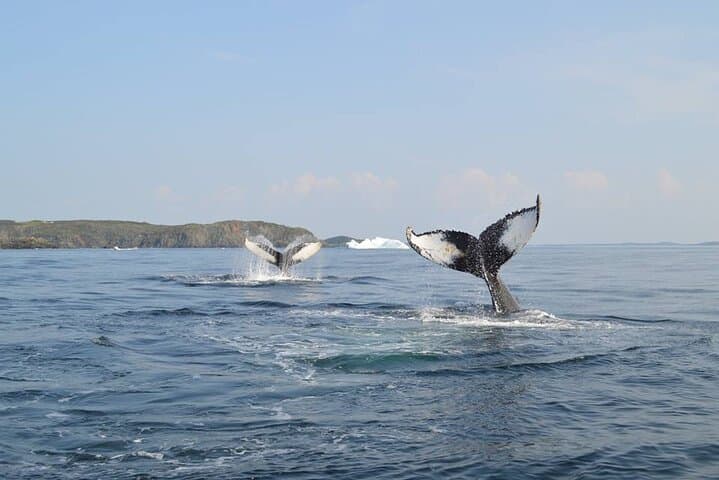 Iceberg Alley & Whales: 2-Hour Boat Tour from Twillingate