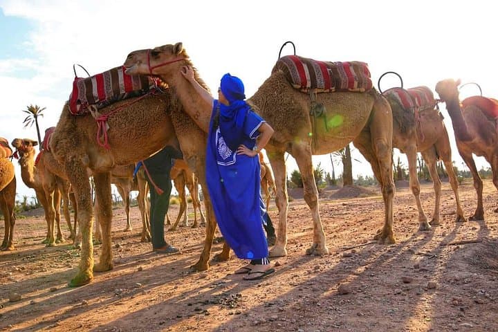 Marrakech Sunset Camel Ride in the Palmeraie: Palm Grove Camel Trek & Berber Tea photo 4