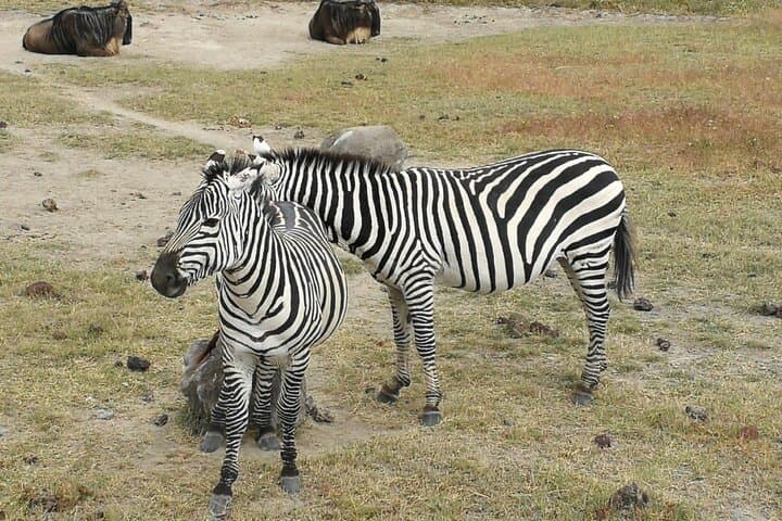 3-Day Serengeti & Ngorongoro Safari from Mwanza — Big Five, Crater Descent & Camping photo 2